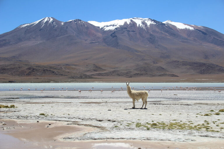 Llama in front of volcano on salt flats