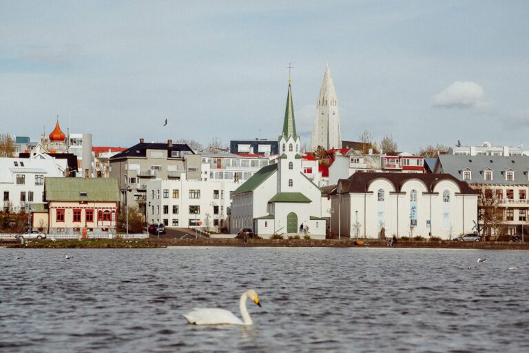 Swan swimming in front of Reykjavik skyline