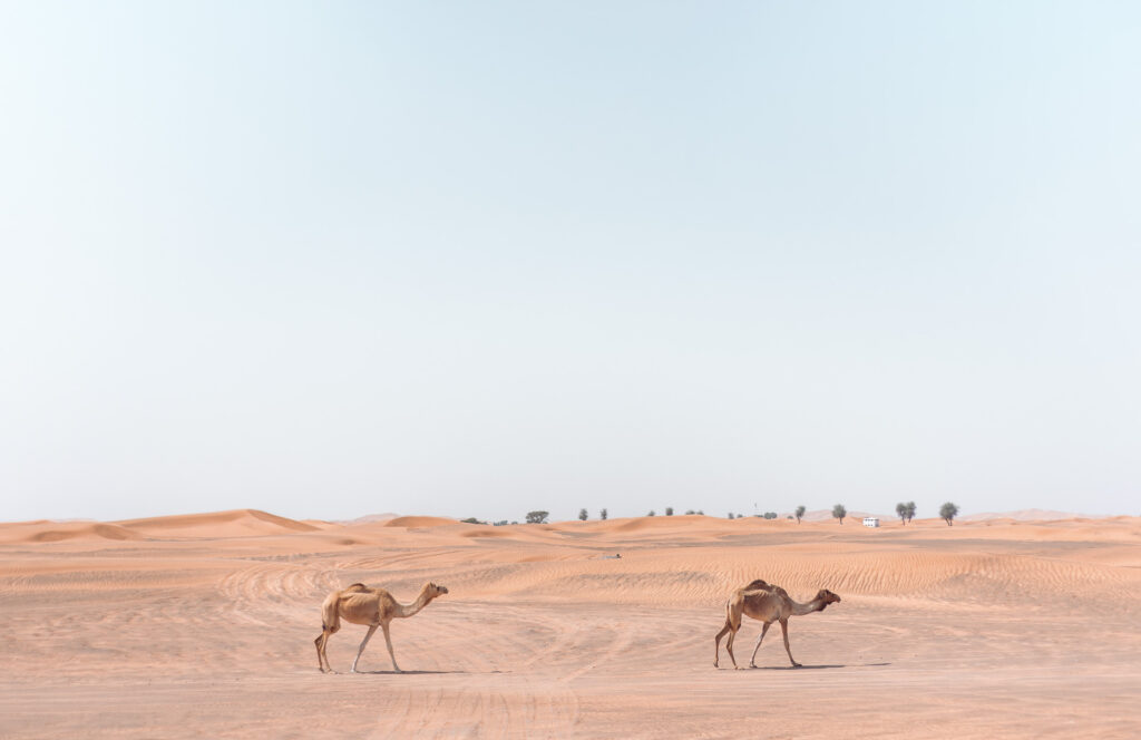 2 Camels walking across desert with blue sky