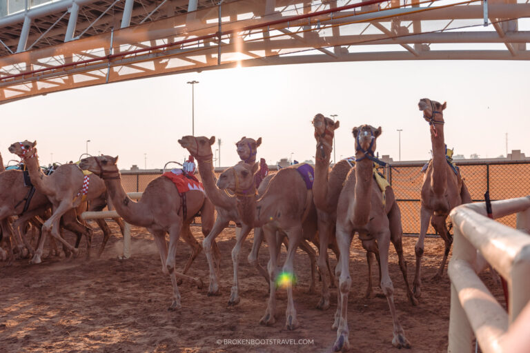 Camel Races-15