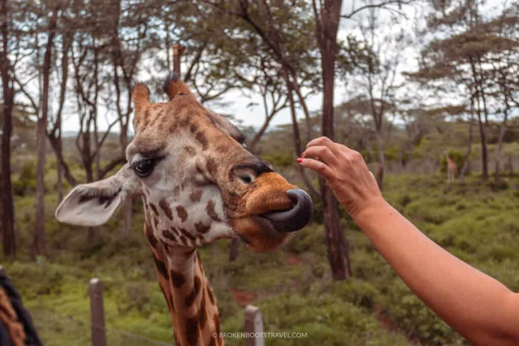 The Nairobi Giraffe Center - 24 Hours in Nairobi