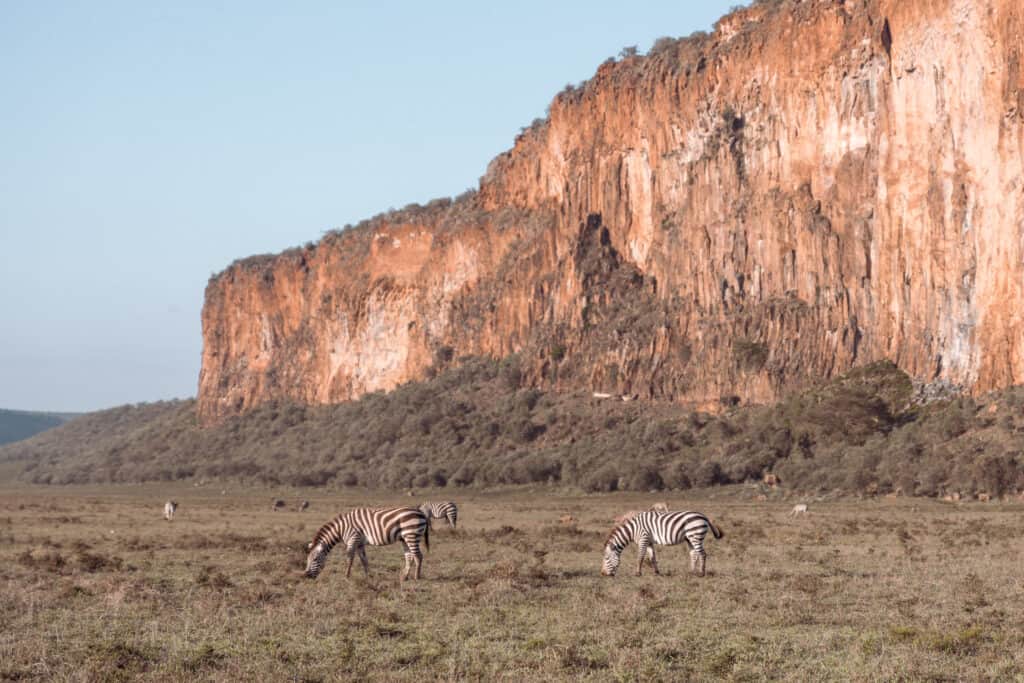 Zebras in front of a cliff Hell's Gate National Park Kenya