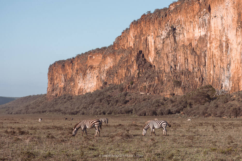 Zebras grazing beside a tall rock