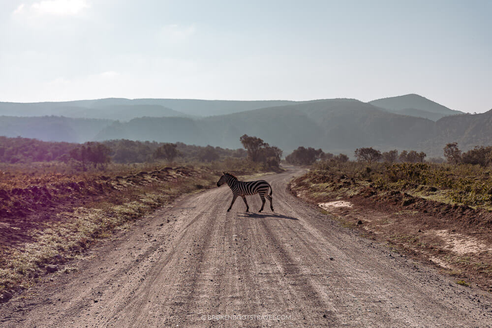 Zebra running across a dirt road