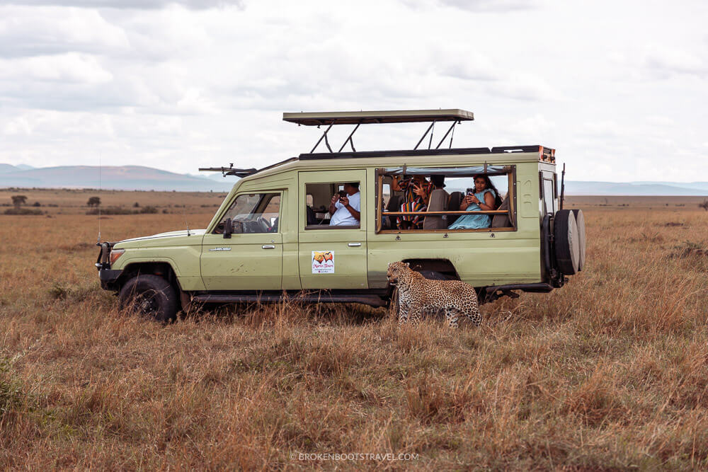 green safari vehicle with a cheetah in front of it