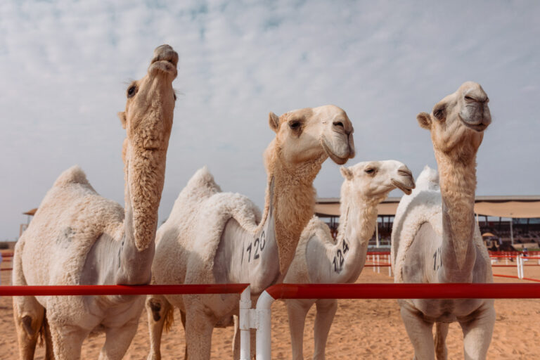 Wadh camels at Al Dhafra Festival