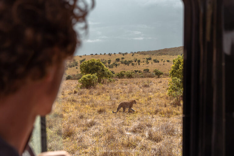 Person looking out the window at a leopard in the plains