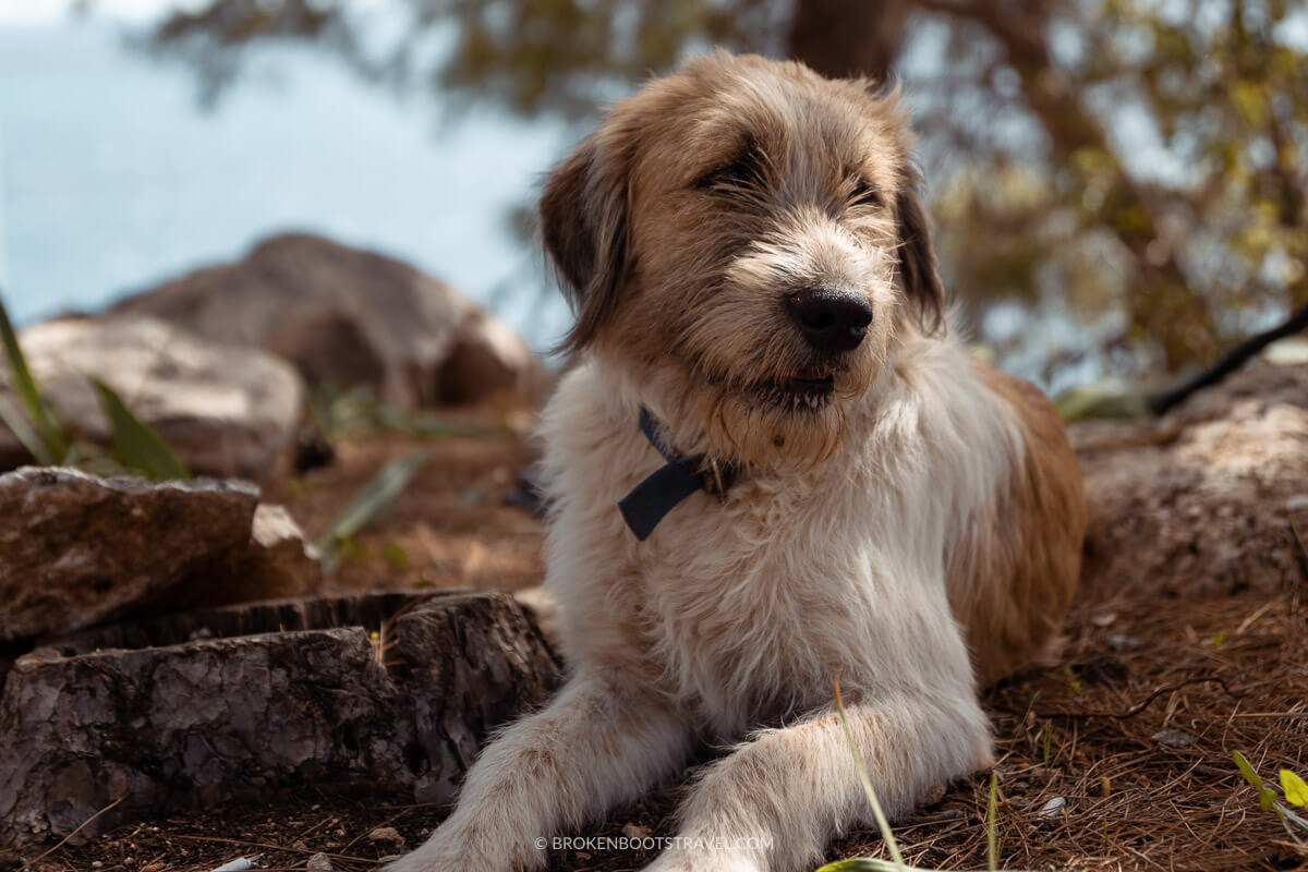 Eddie the Trail Dog: An Unlikely Companion on the Lycian Way