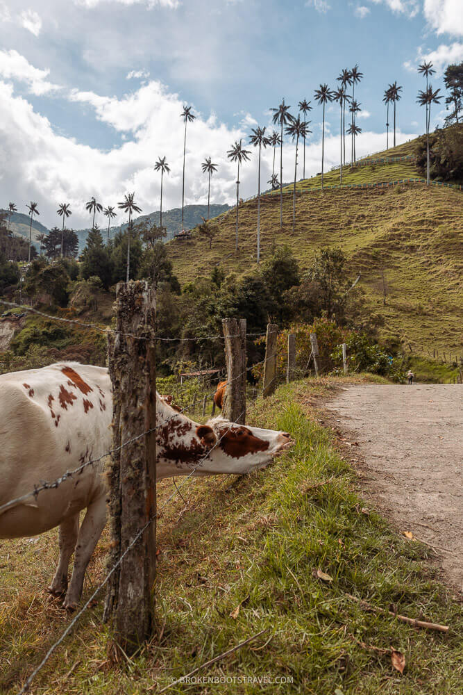 Cow in front of trees in Salento, Colombia