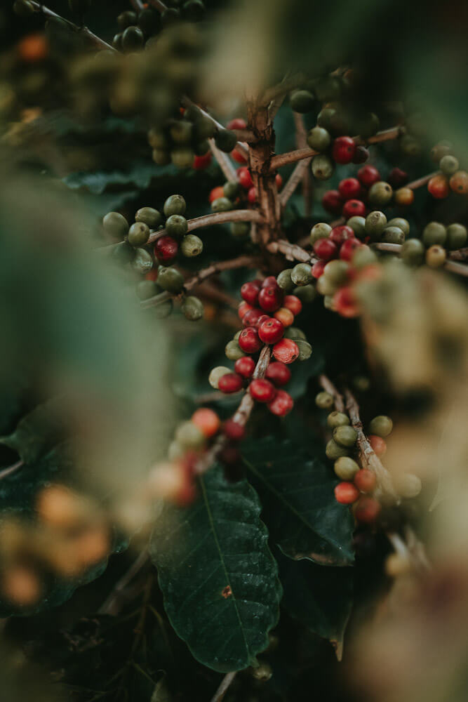 Ripe coffee fruits on a branch