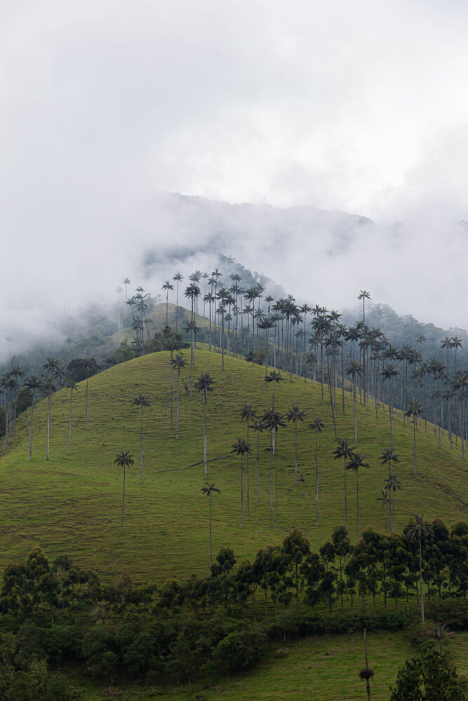 View of palm trees on a mountain in the Cocora Valley, Colombia