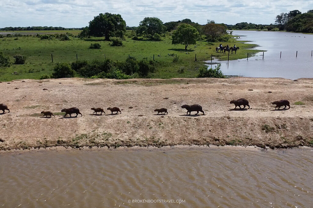 Capybaras walking by the water with plains in the background