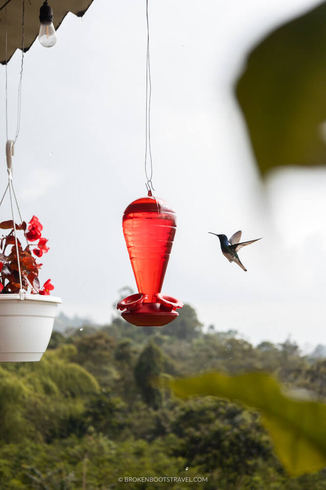 Hummingbird drinking from a red bird feeder in front of mountains