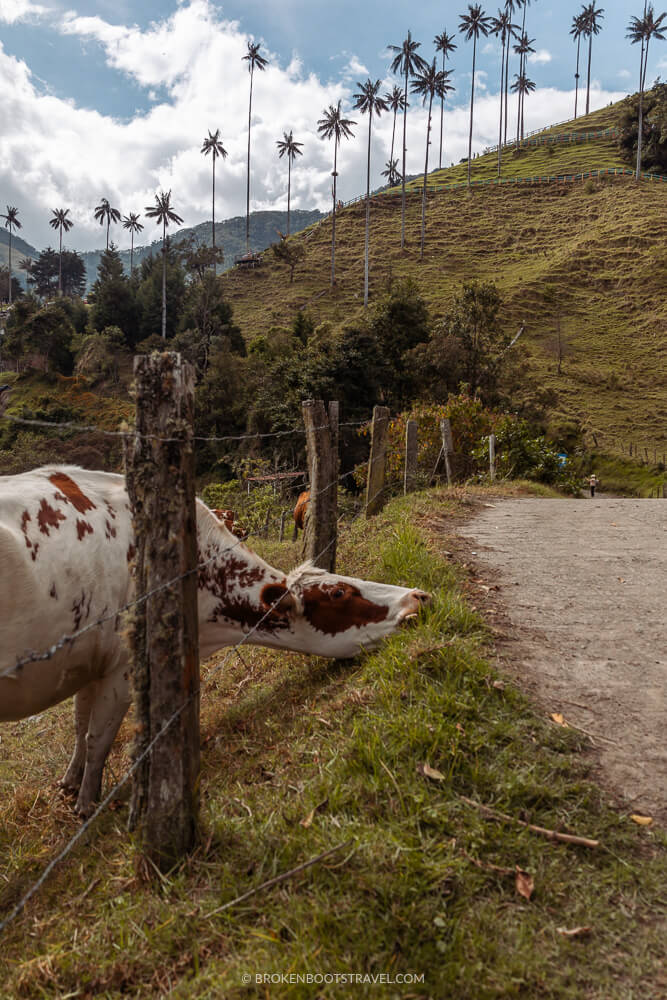 A cow in the Valle de Cocora with palm trees in the background