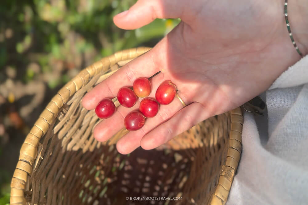 Hang holding coffee fruits