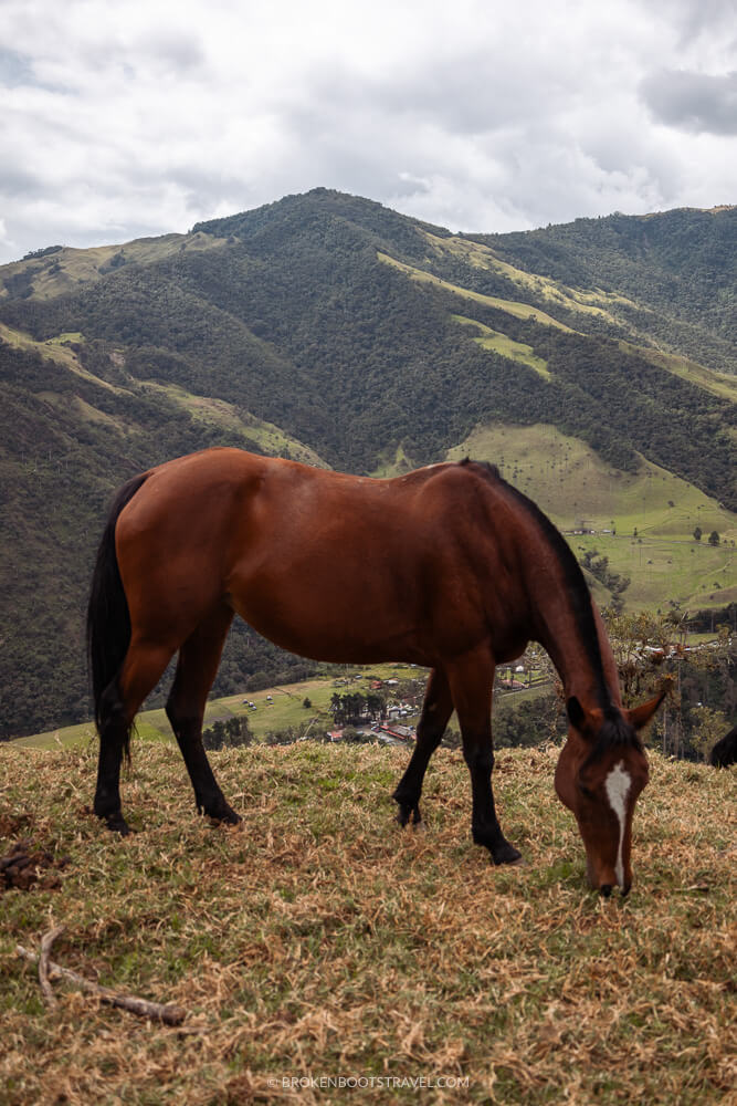 Horse standing on green hill