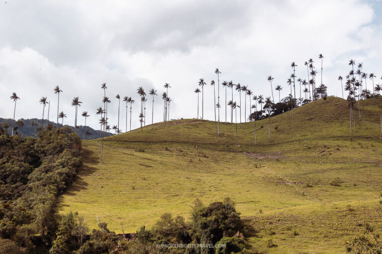 Green hill with palm trees on top