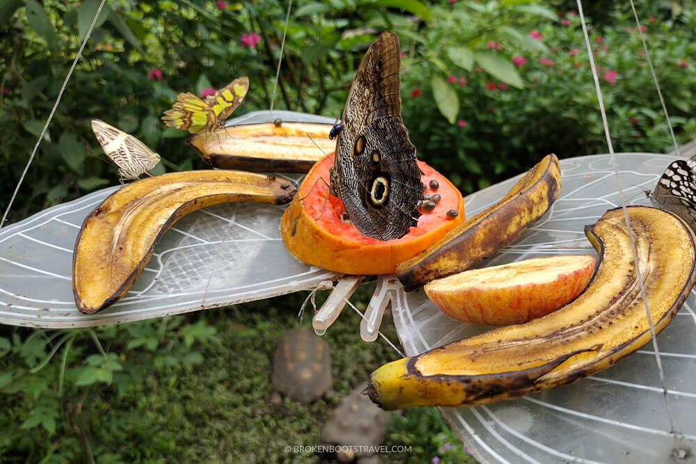 Butterflies eating papaya and bananas