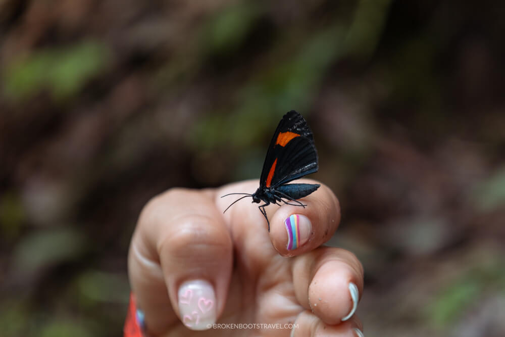 Butterfly on a finger with green background 1 week colombia itinerary