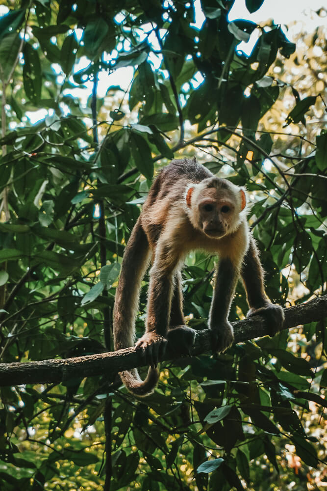 Howler monkey in a tree in Parque Tayrona, Colombia Caribbean