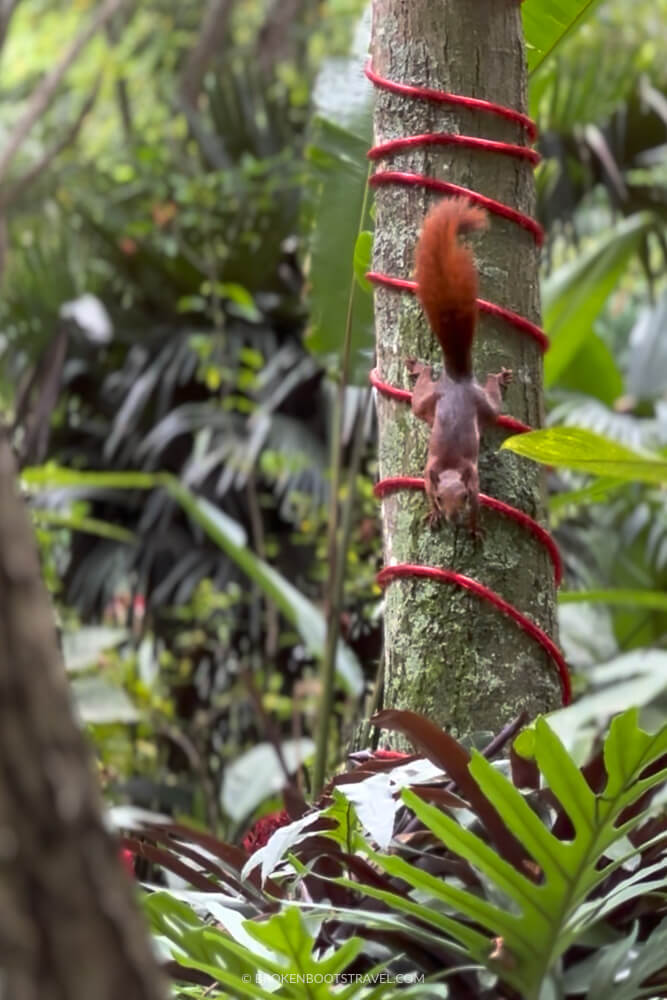 Red squirrel in El Gallineral Natural Park Santander Colombia