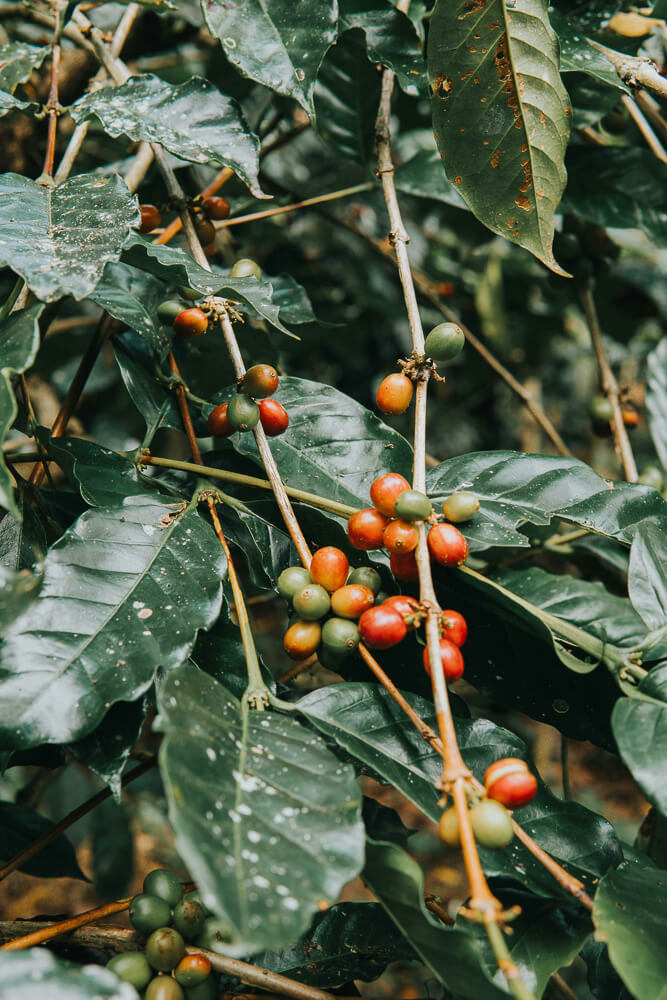 Coffee plants with red coffee fruits