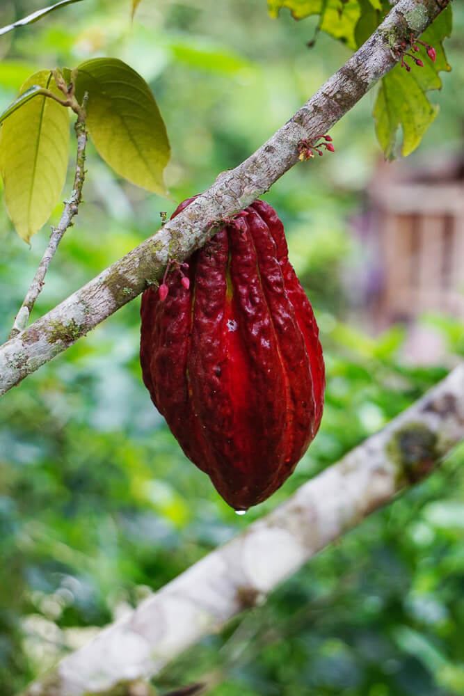 Cacao pod hanging from branch