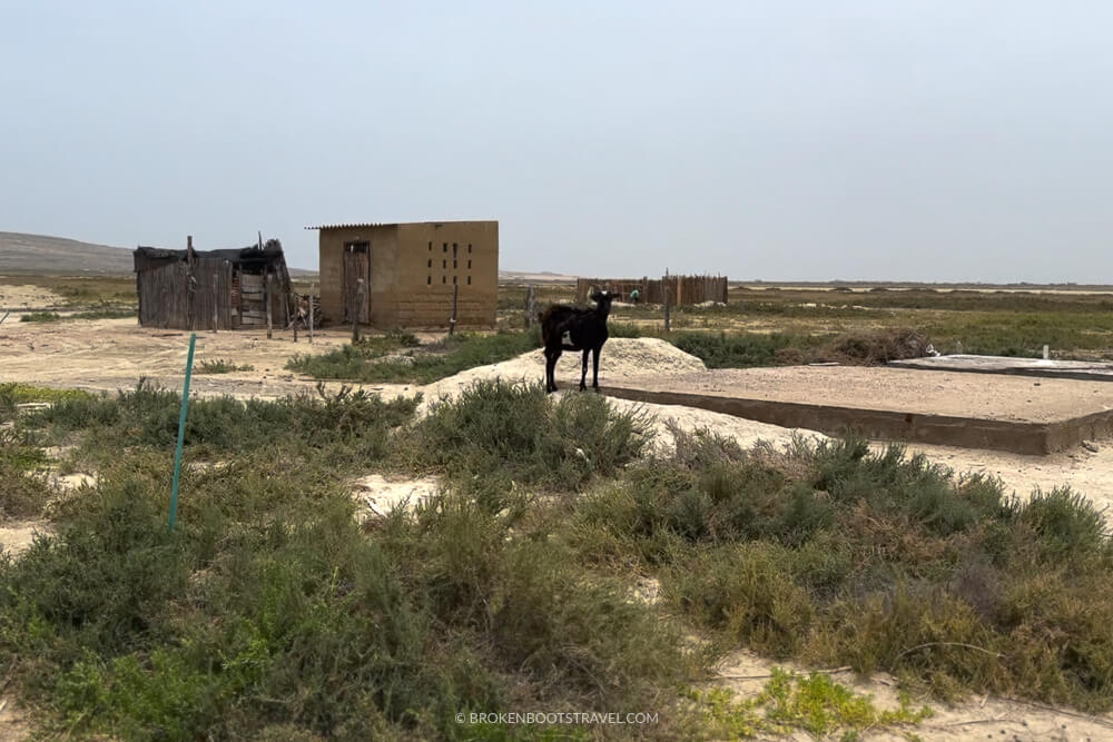 Goat in the desert by a rancheria La Guajira