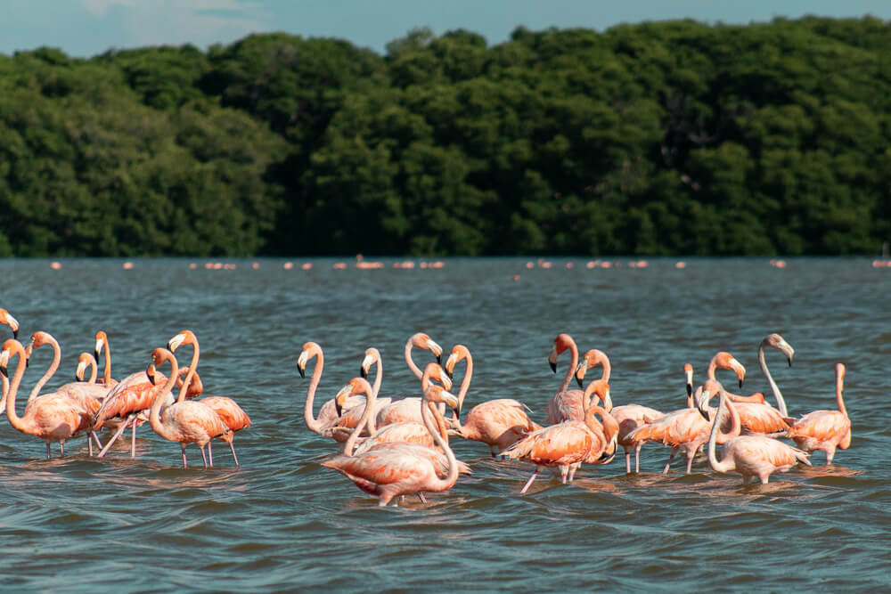 Santuario de Fauna y Flora Los Flamencos