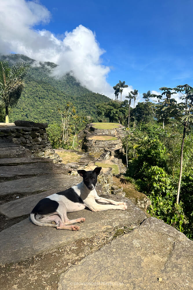 Black and white dog in front of ruins of Lost City Colombia