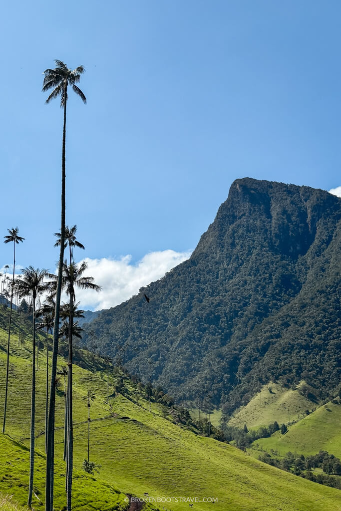 views of the cocora valley with palmas de cera and a mountain peak