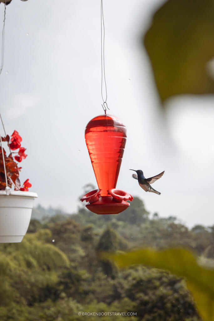 Hummingbird drinking of out a red feeder with red flowers in the background - Is Colombia Safe to Visit