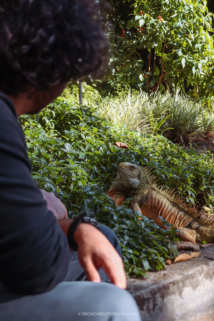Man in a black shirt looking at an iguana hiding in the bush