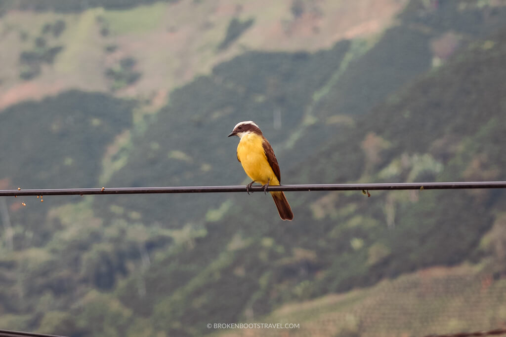 Yellow bird with brown wings on a cable in front of green mountains