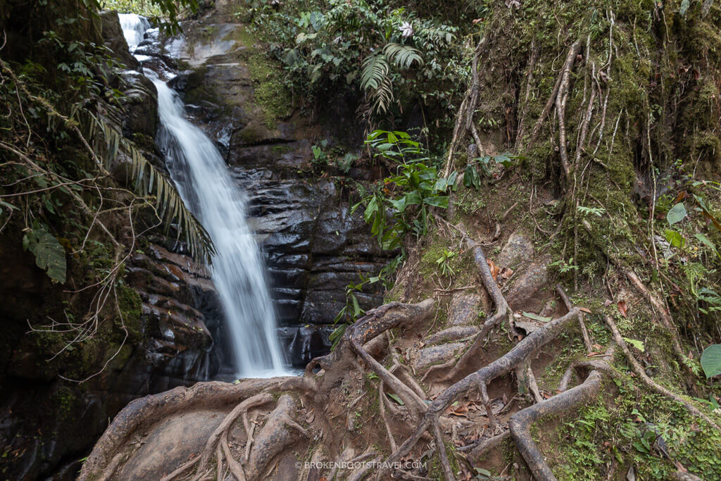Small waterfall behind a tree with exposed roots