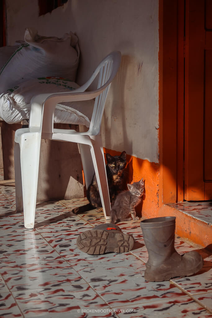 Two cats in front of a white wall with orange trim at a Finca in Antioquia, Colombia