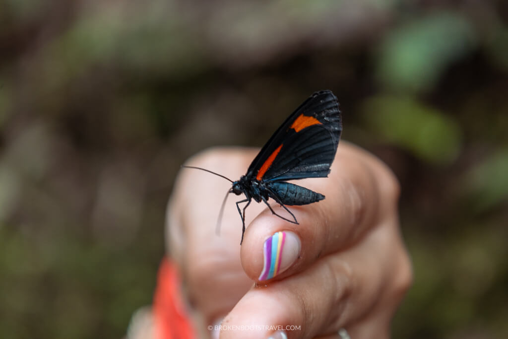 Finger holding a black and orange butterfly