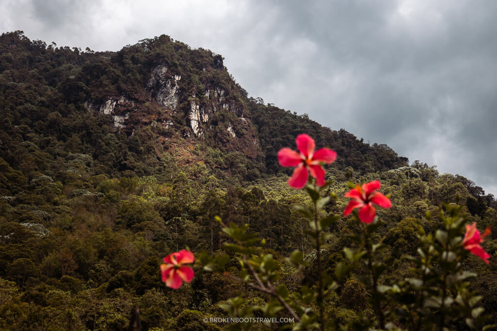 Pink flowers in front of a storm sky and tall mountain
