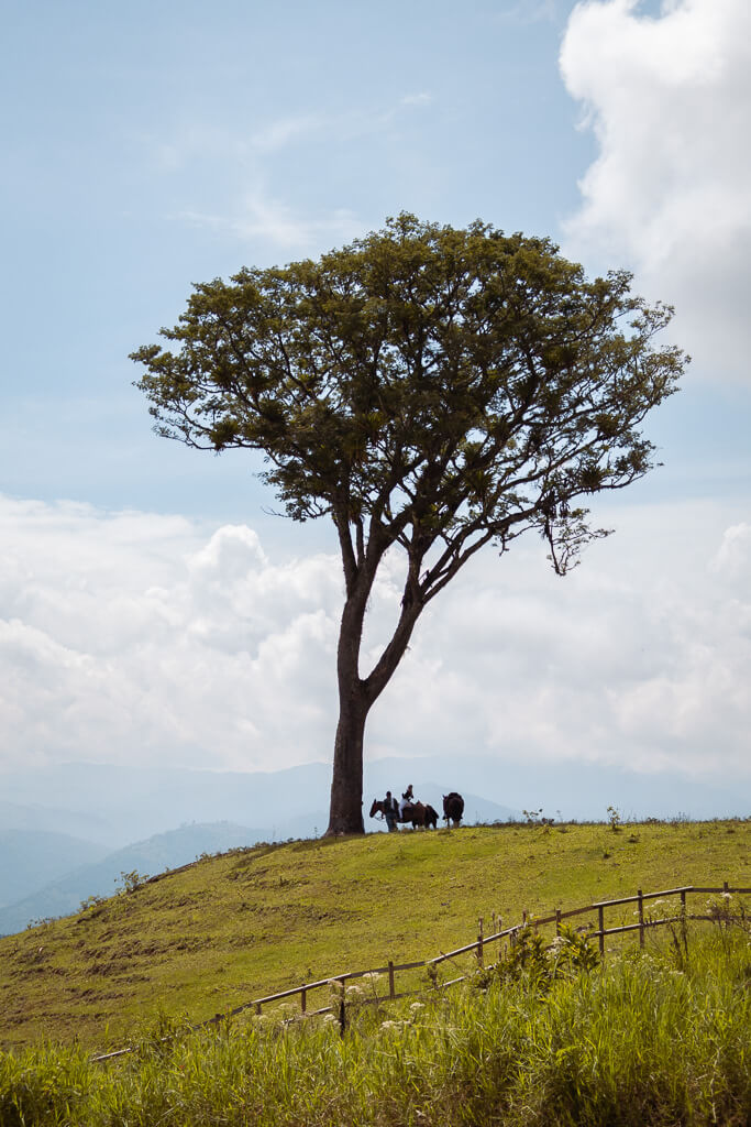 Tree on a hillside with horses underneath it at Cerro Tusa