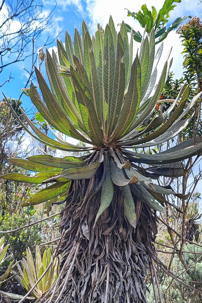 Frailejon on Páramo del Belmira, Antioquia