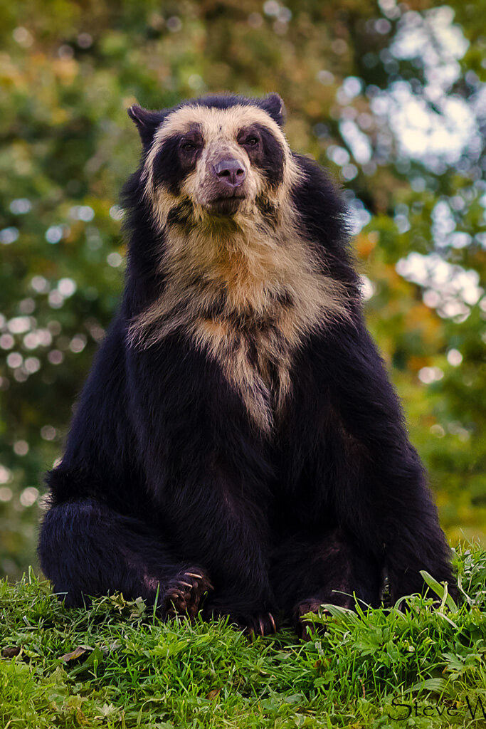 Andean Bear in front of forest