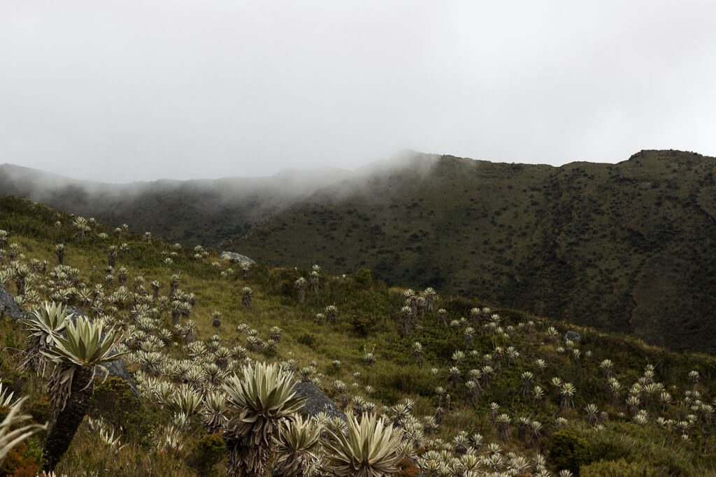 Páramo landscape at Chingaza National Park