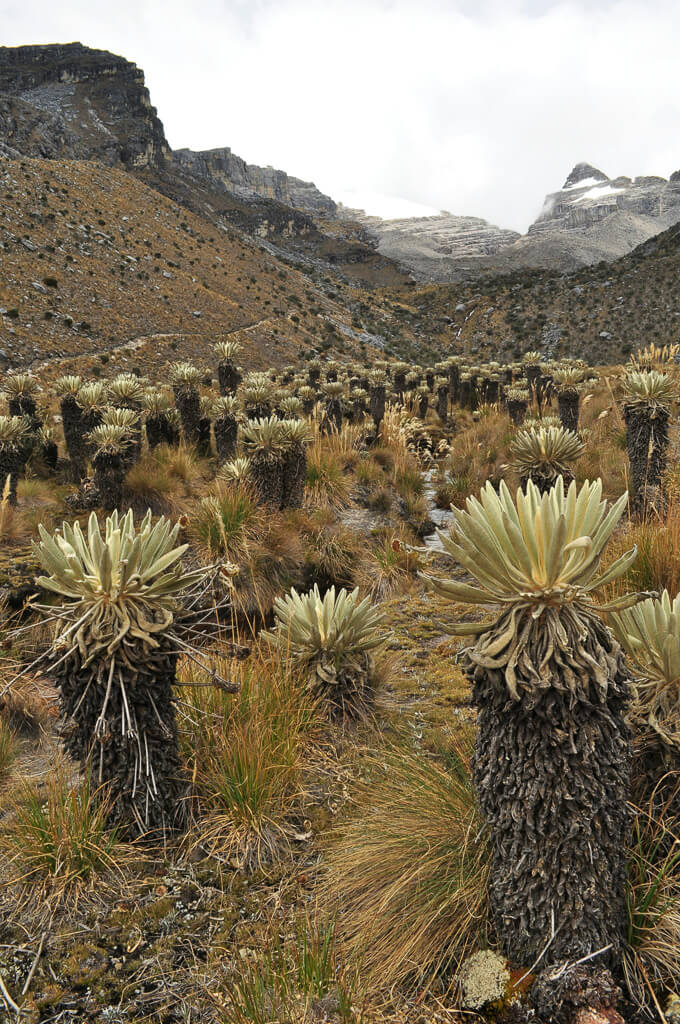 Páramo landscape at Chingaza National Park